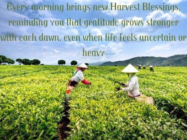Harvest Blessings